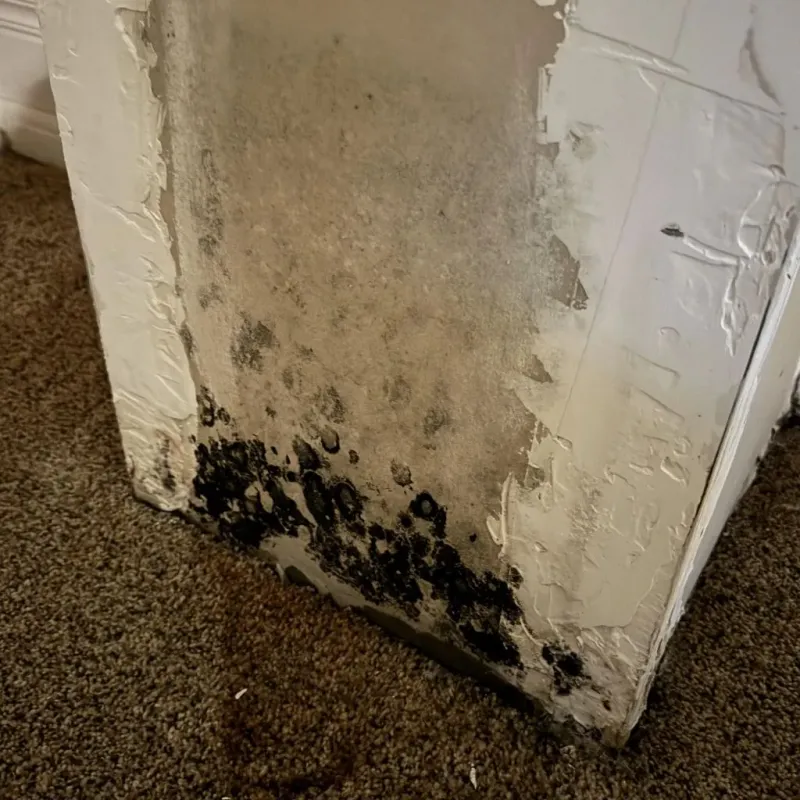 Professional Mold Removal in Merchantville, NJ